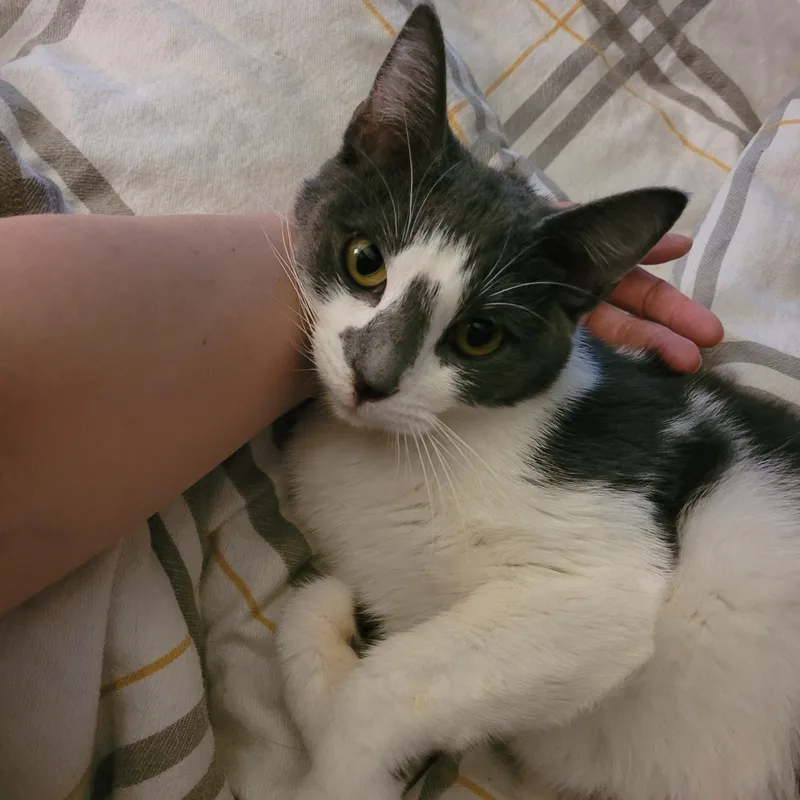 A young small-sized female Gray & White Domestic Short Hair cat named Halo for adoption in Indianapolis, IN