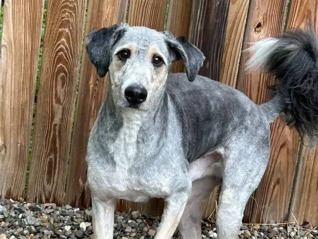 An adult large-sized male Tricolor (Brown, Black, & White) Bernese Mountain Dog dog named Onyx for adoption in Warren, NJ