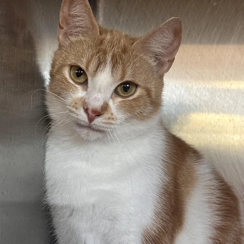 A young medium-sized female Domestic Short Hair cat named Rainy for adoption in Columbia Station, OH