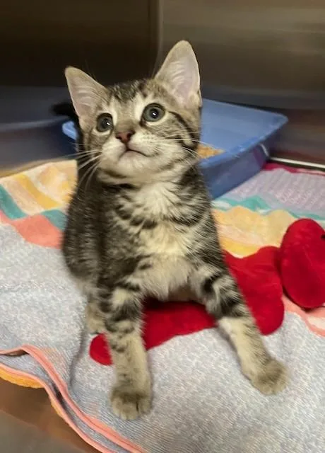 A young medium-sized male Tabby (Brown / Chocolate) Domestic Short Hair cat named Queso for adoption in Prudenville, MI