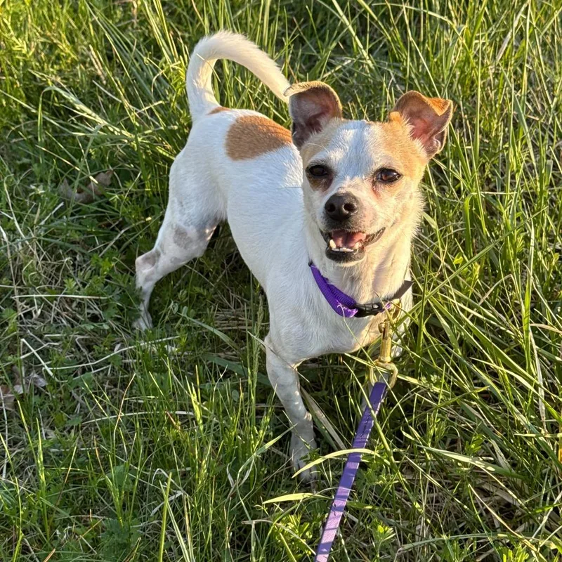 An adult small-sized female White / Cream Chihuahua dog named Wazoo for adoption in Richmond, VA