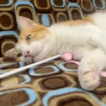 An adult large-sized male Orange / Red Domestic Short Hair cat named Duff for adoption in Chaska, MN