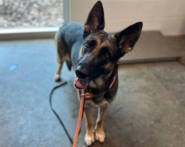 An adult large-sized female German Shepherd Dog dog named Nina for adoption in Tavares, FL