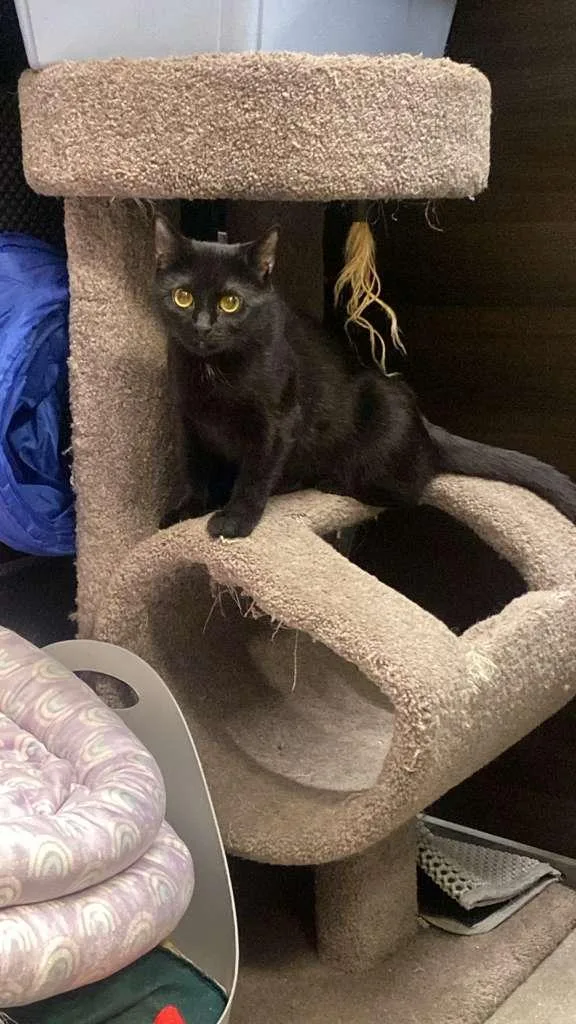 An adult medium-sized female Black Domestic Short Hair cat named Twyla Kps for adoption in Rockaway, NJ