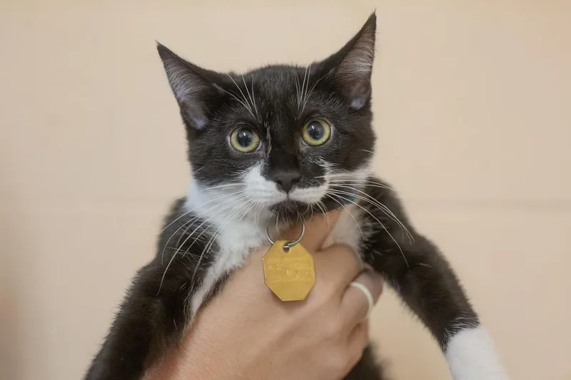 A baby small-sized female Domestic Short Hair cat named Kona for adoption in Mountain Home, AR
