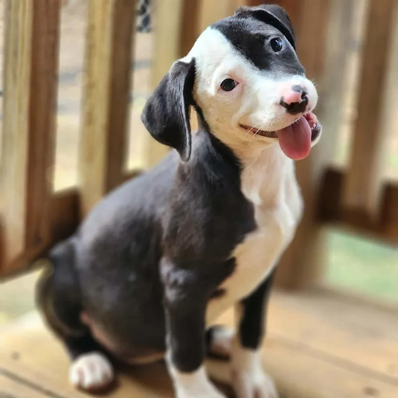 A baby medium-sized female Black Mixed Breed dog named Daffy for adoption in Hopkinton, MA