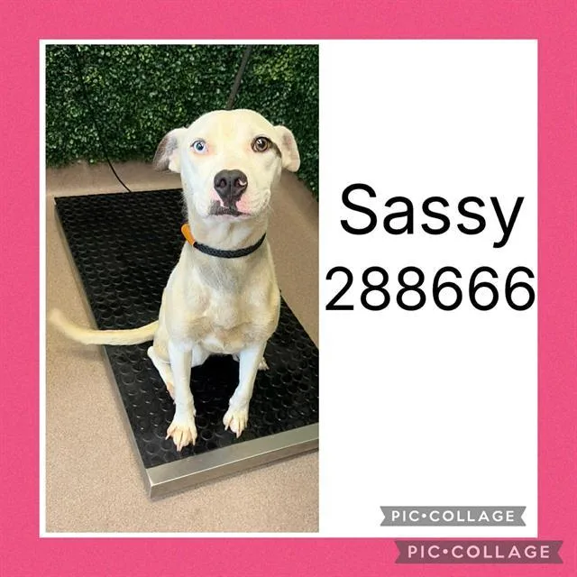 A young medium-sized female Mixed Breed dog named Sassy for adoption in Macon, GA