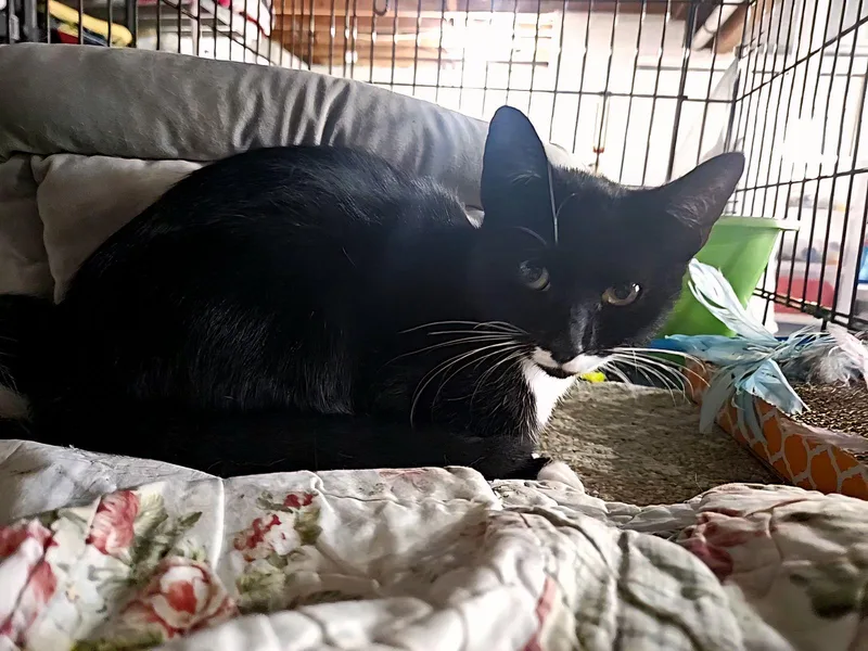 Friskies thumbnail 2