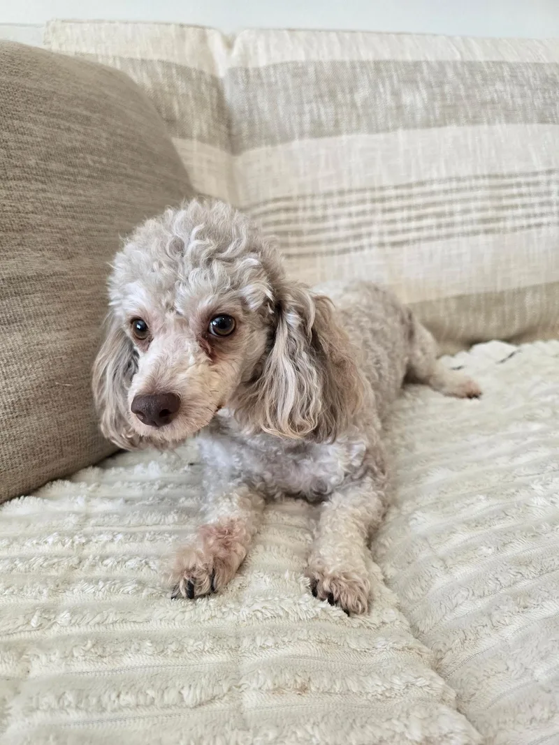 A young small-sized female Gray / Blue / Silver Standard Poodle dog named Willow for adoption in Union Grove, WI