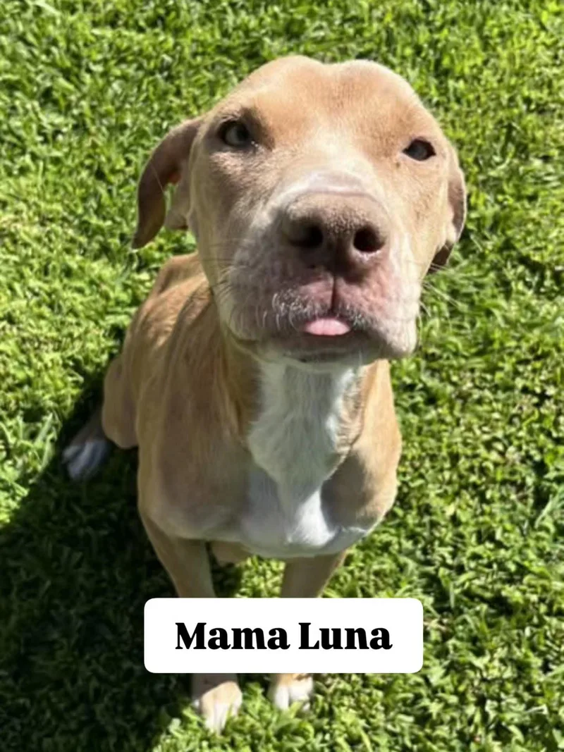 An adult medium-sized female American Staffordshire Terrier dog named Luna for adoption in San Diego, CA