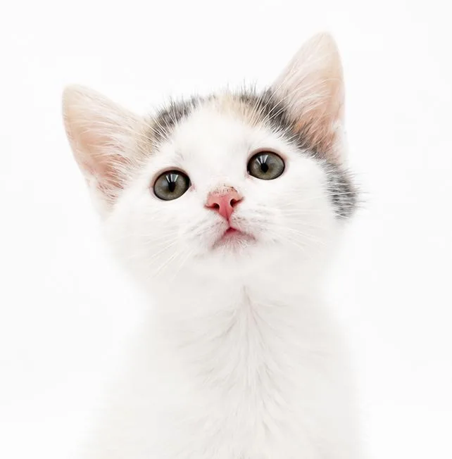 A baby small-sized female Turkish Van cat named Wren is silly goofy for adoption in Bedford Hills, NY
