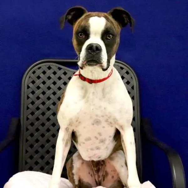 An adult medium-sized female Boxer dog named Ladybug for adoption in Midland, TX