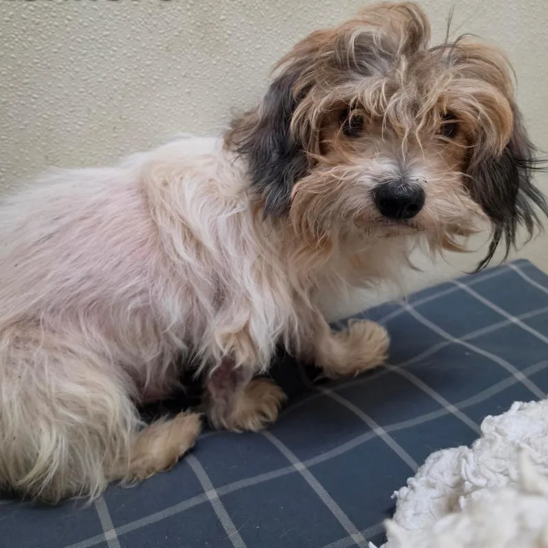 An adult small-sized male White / Cream Poodle dog named Gael  Chino Hills for adoption in Chino Hills, CA