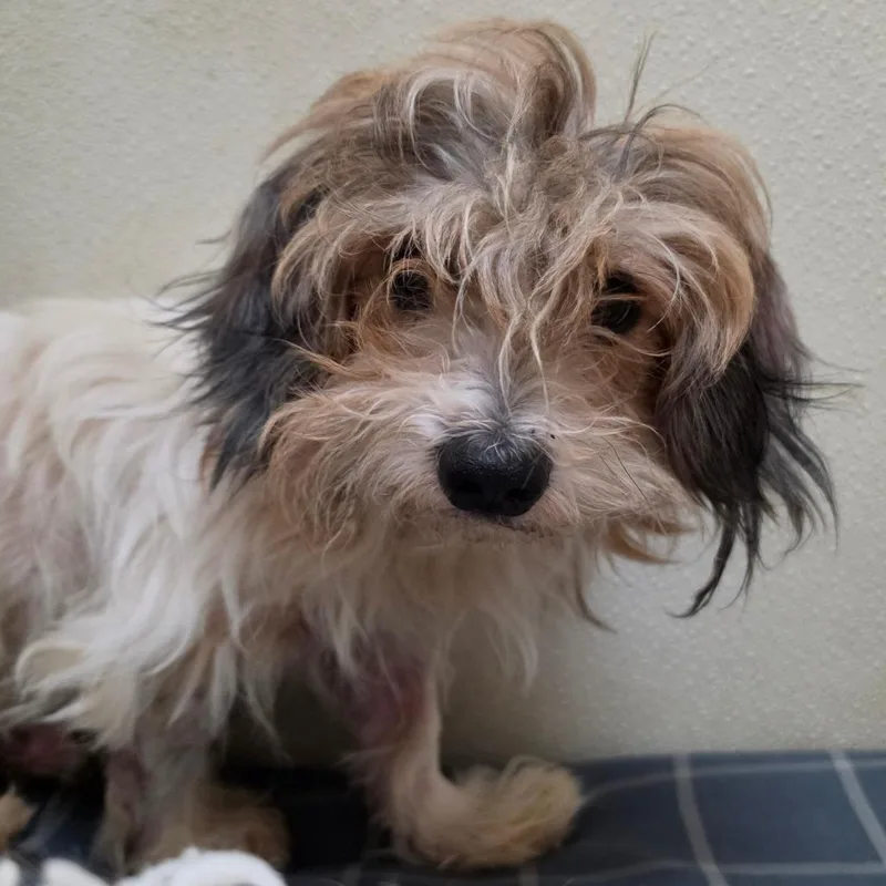 Gael  Chino Hills thumbnail 2