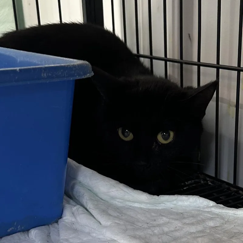 A young small-sized female Black Domestic Short Hair cat named Star for adoption in Corbin, KY