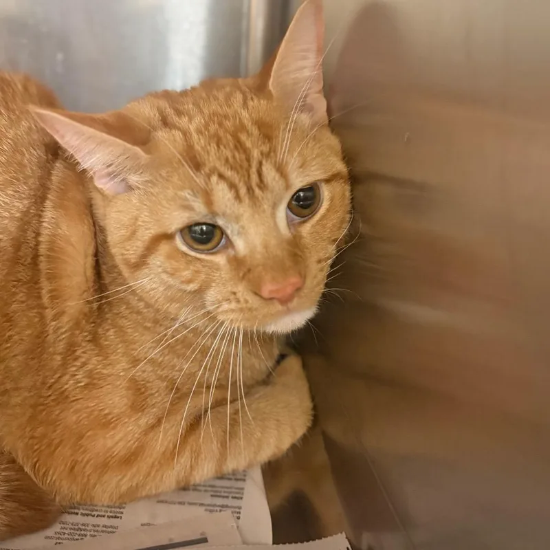 A young large-sized male Buff / Tan / Fawn Domestic Short Hair cat named Oj for adoption in Winston-Salem, NC