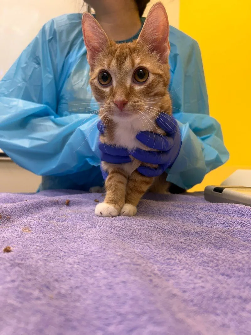 A baby small-sized female Tabby (Orange / Red) Domestic Short Hair cat named Bluey for adoption in Raleigh, NC