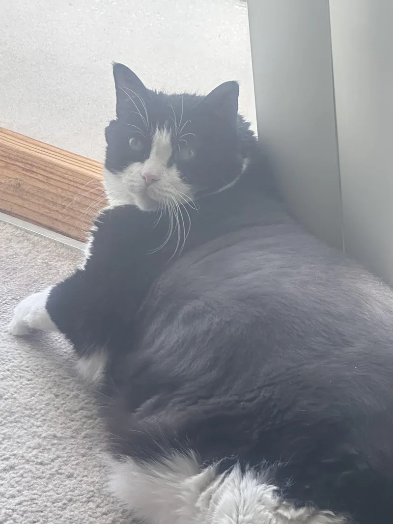 A senior extra large-sized female Domestic Short Hair cat named Bella for adoption in largo, FL