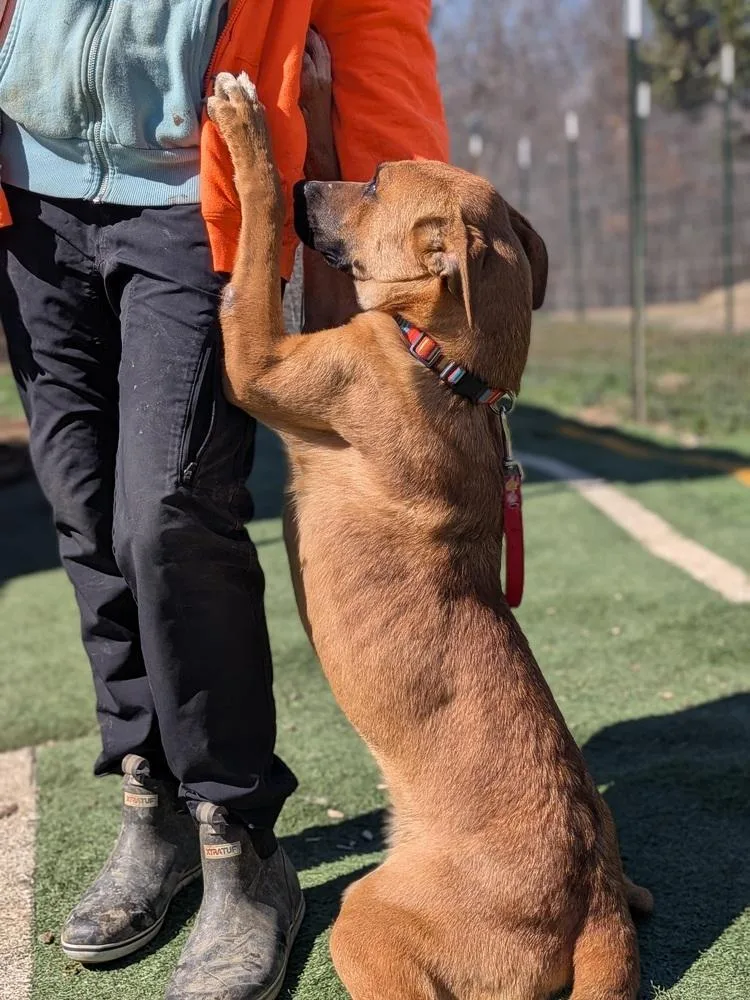 A baby medium-sized female Belgian Shepherd / Malinois dog named Gecko for adoption in Statesville, NC