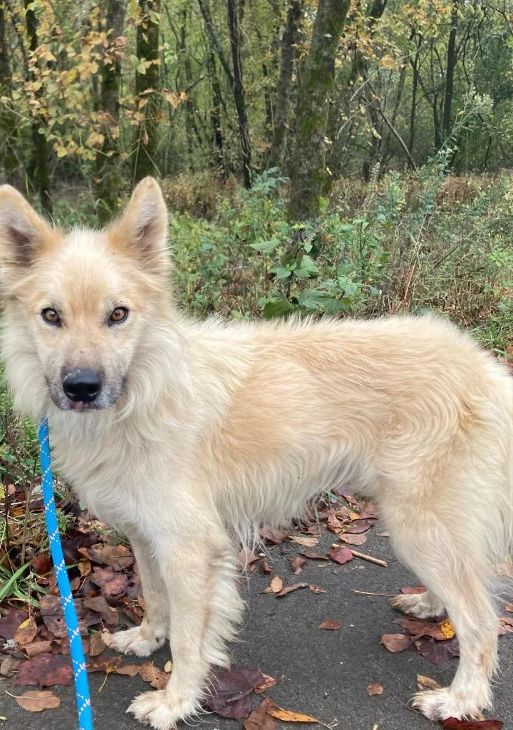 An adult large-sized male German Shepherd Dog dog named Roadie for adoption in Lawrenceburg, TN