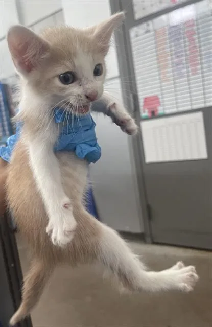 A baby medium-sized male Domestic Short Hair cat named Ferris for adoption in Dallas, TX