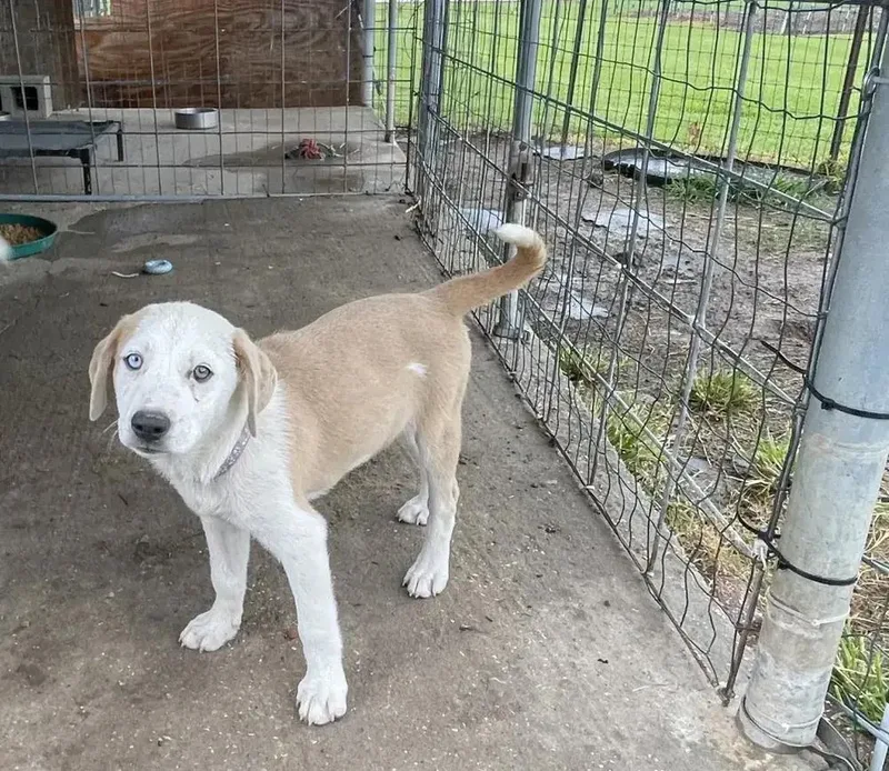 A baby medium-sized female Mixed Breed dog named Raven for adoption in Grand Rapids, MI