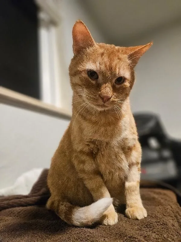 A senior medium-sized male Orange / Red Domestic Short Hair cat named Floyd for adoption in Fort Collins, CO