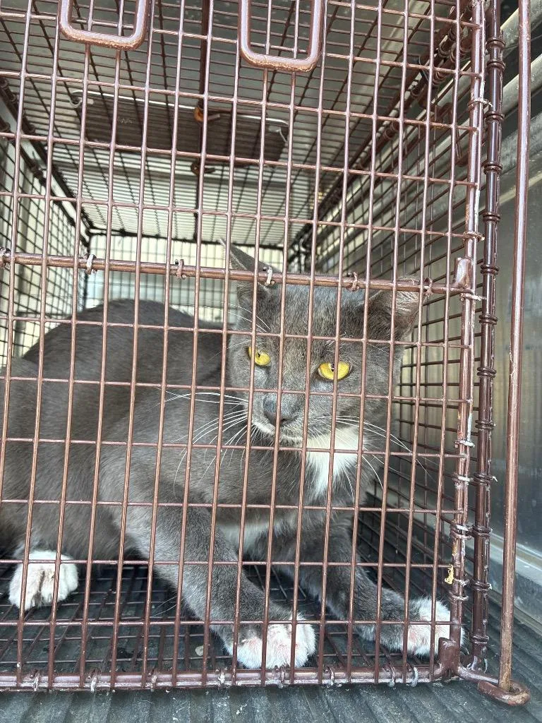 A young medium-sized male Domestic Short Hair cat named Bloo for adoption in New Braunfels, TX