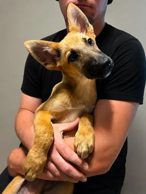 A baby large-sized male German Shepherd Dog dog named Aires for adoption in Palm Harbor, FL