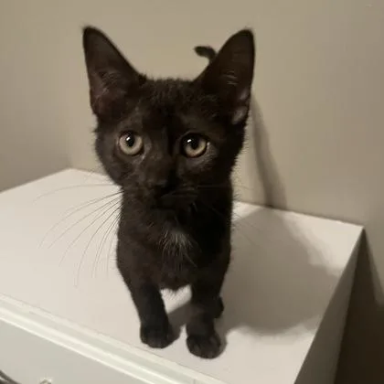 A baby medium-sized female Black Domestic Short Hair cat named Butterfree for adoption in Dubuque, IA