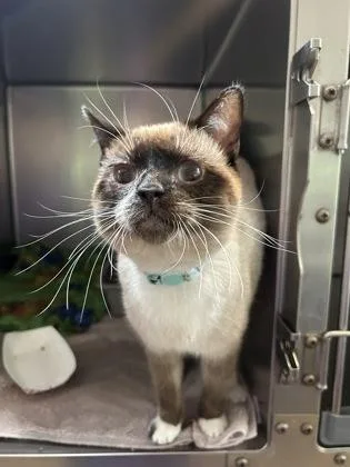 A young small-sized male Gray & White Siamese cat named Fish for adoption in Annapolis, MD