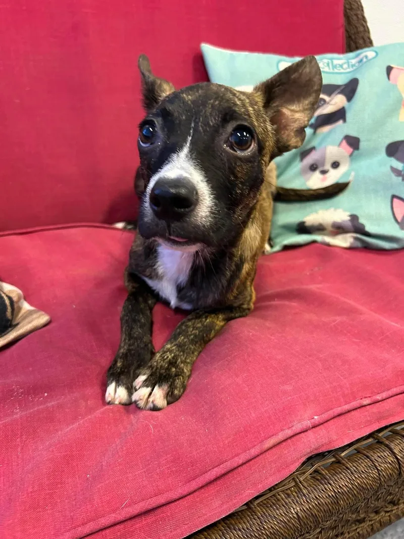 A young medium-sized female Boston Terrier dog named Jolene for adoption in Steeleville, IL