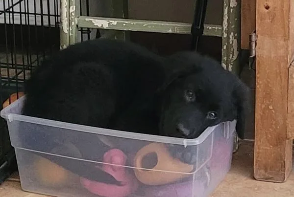 A baby medium-sized male Labrador Retriever dog named Reggie for adoption in Austin, TX