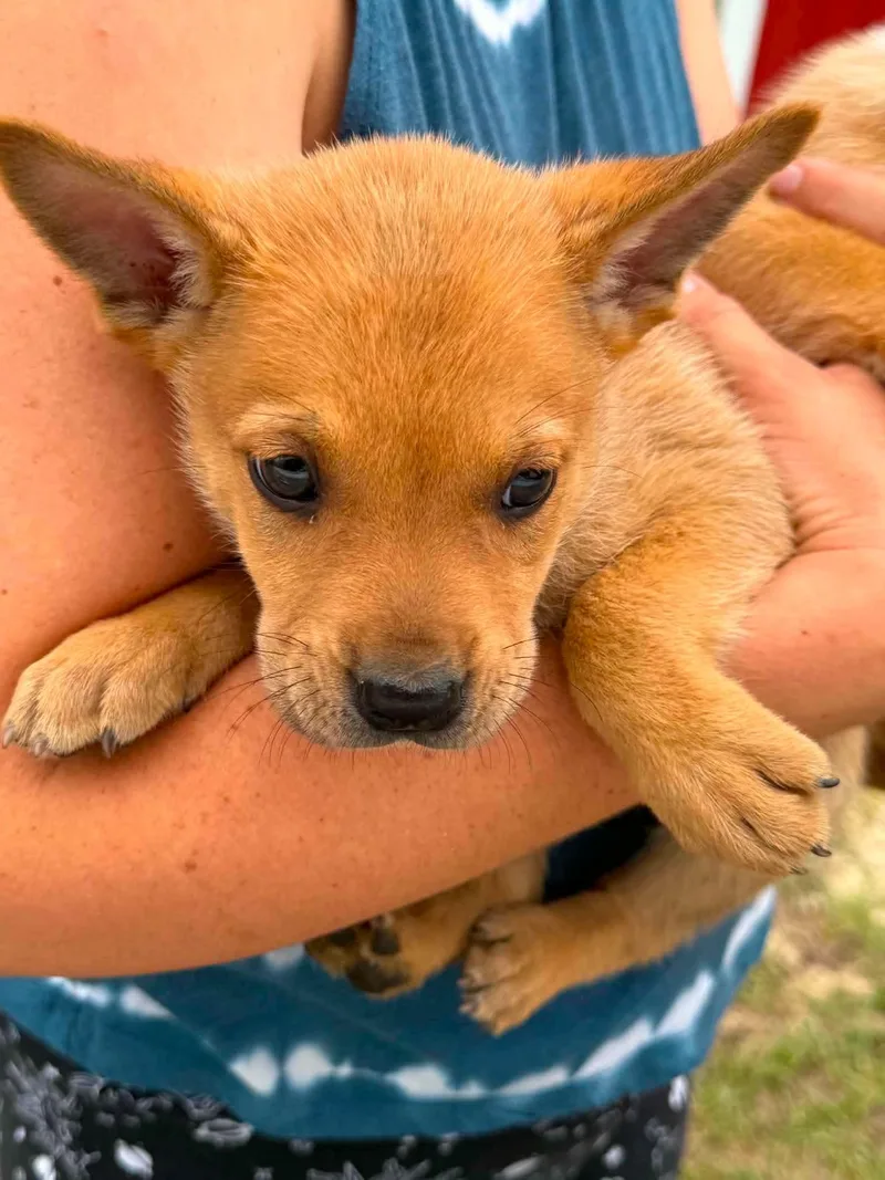 A baby medium-sized male Golden Shepherd dog named Chase for adoption in Sanford, NC