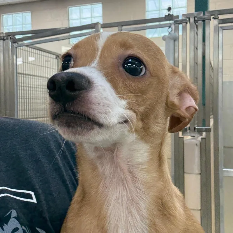 A young small-sized male Yellow / Tan / Blond / Fawn Chihuahua dog named Spot for adoption in Perkiomenville, PA