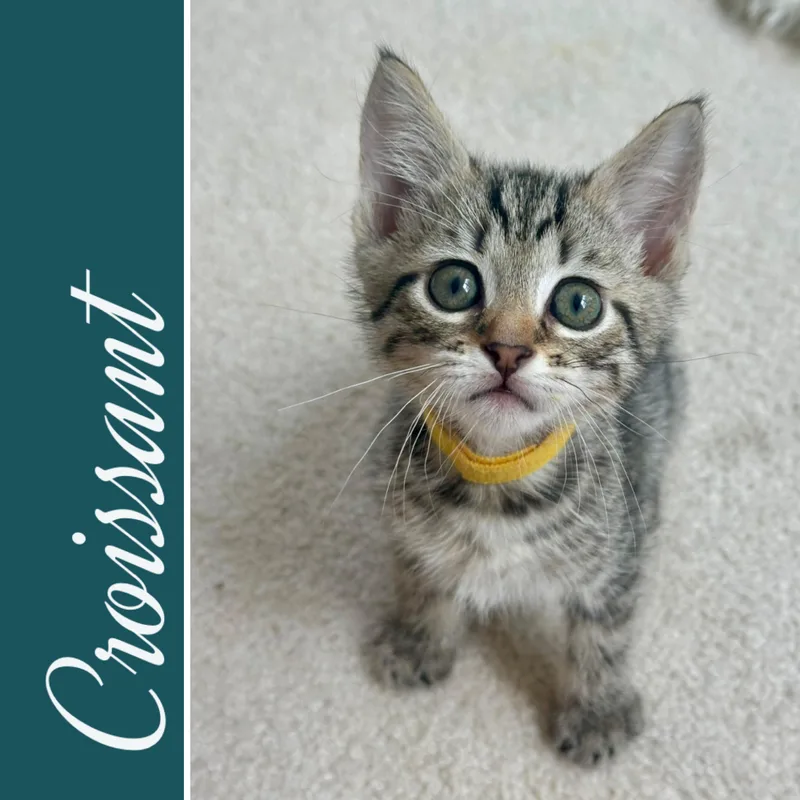 A baby medium-sized male Tabby (Brown / Chocolate) Domestic Short Hair cat named Croissant for adoption in Lemoyne, PA