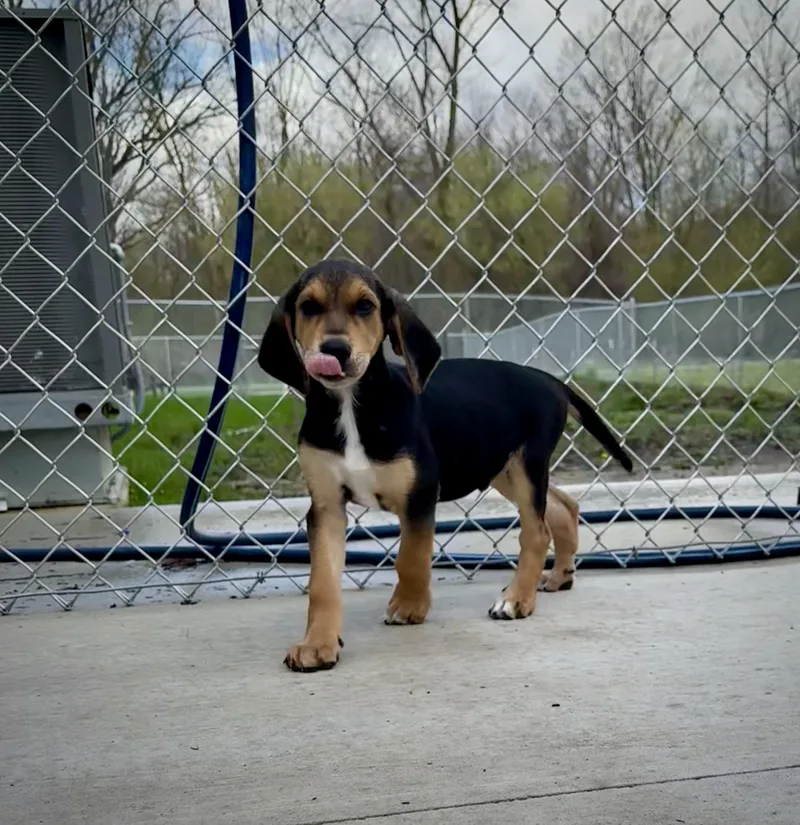 A baby large-sized male Tricolor (Brown, Black, & White) Black and Tan Coonhound dog named Haymitch for adoption in Kalamazoo, MI