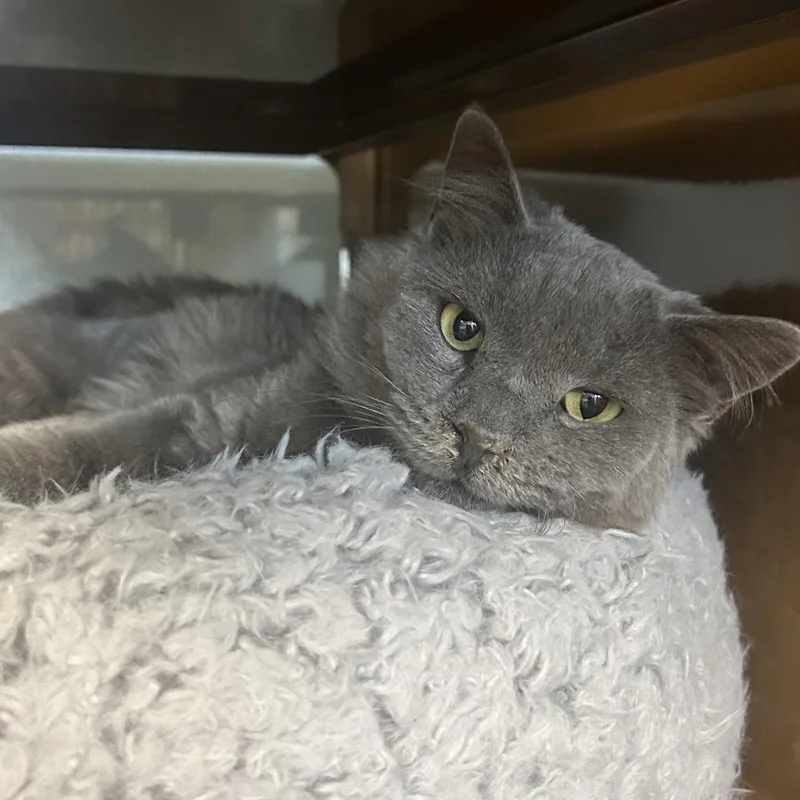 An adult medium-sized female Gray / Blue / Silver Domestic Medium Hair cat named Irish for adoption in Point Richmond, CA