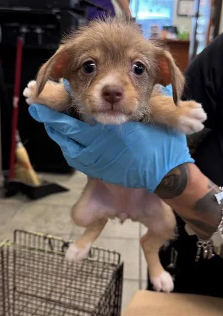 A baby small-sized female Dachshund dog named Marcie for adoption in San Antonio, TX