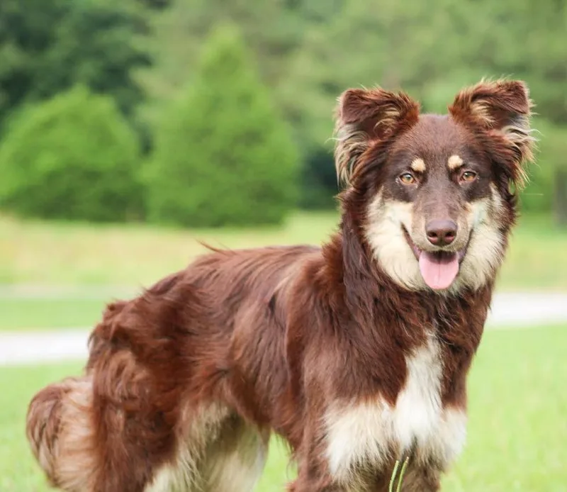 An adult large-sized female Mixed Breed dog named Bristol for adoption in Groveland, MA