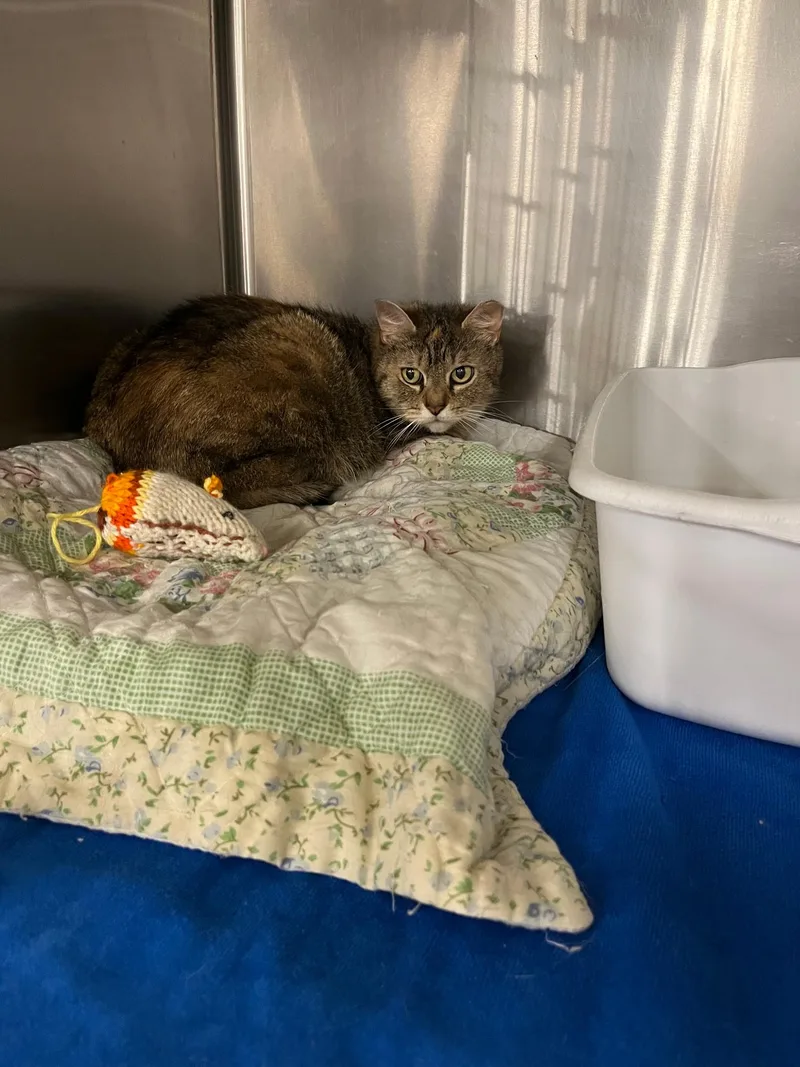 An adult medium-sized female Calico Domestic Medium Hair cat named Lucille for adoption in Philadelphia, PA