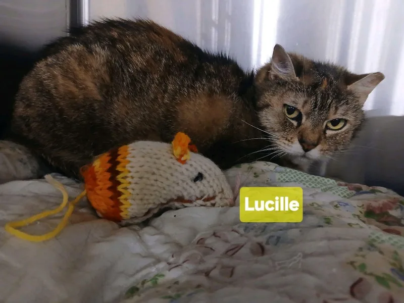 Lucille thumbnail 2
