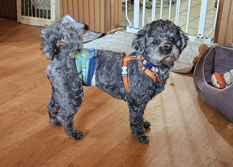 Yogi