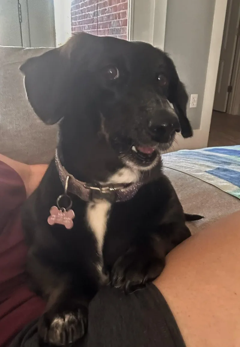 An adult small-sized female Black Dachshund dog named Greta for adoption in Fort Walton Beach, FL