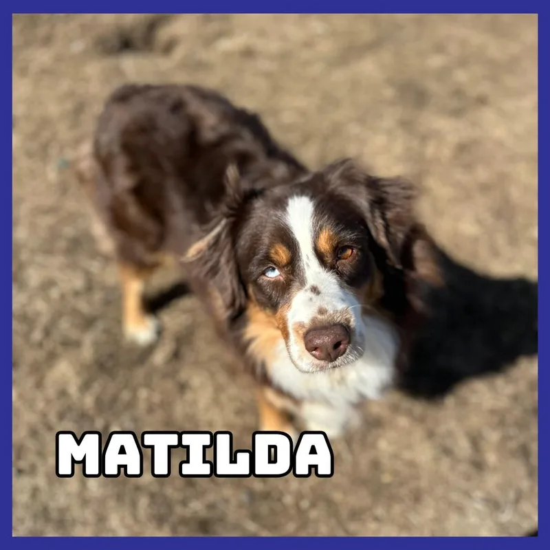 Matilda thumbnail 2