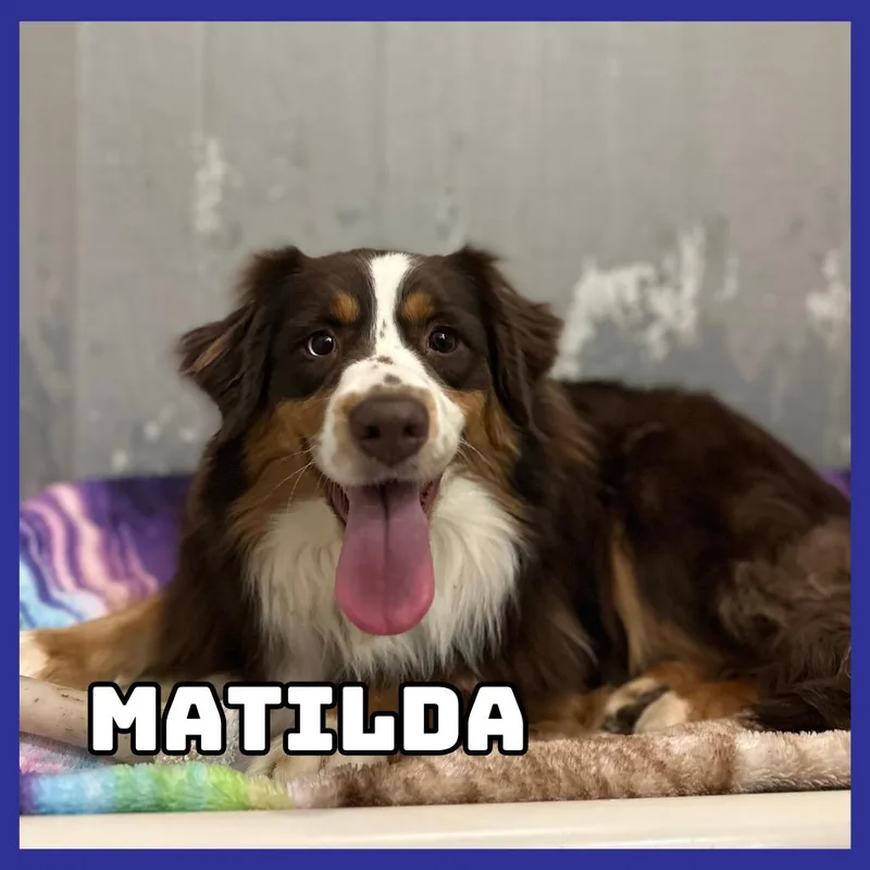 Matilda thumbnail 3