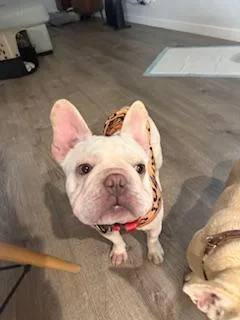 A young medium-sized female French Bulldog dog named Cheesecake for adoption in Mesa, AZ