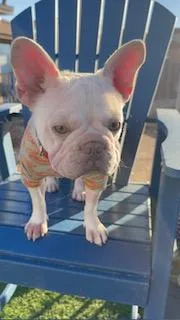 Cheesecake thumbnail 2