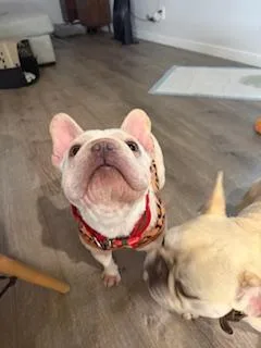 Cheesecake thumbnail 3