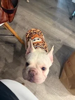 Cheesecake thumbnail 4